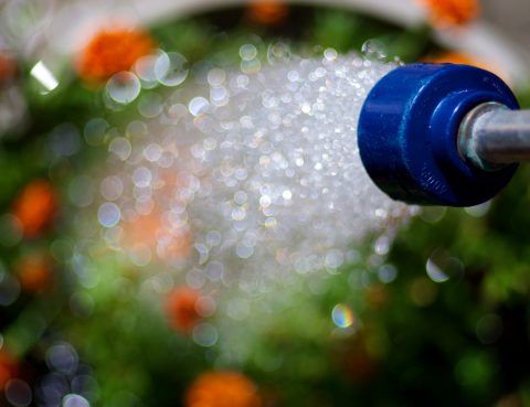 How To Conserve Water In Your Yard & Garden
